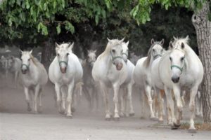 Lipica – the birthplace of the Lipizzaner